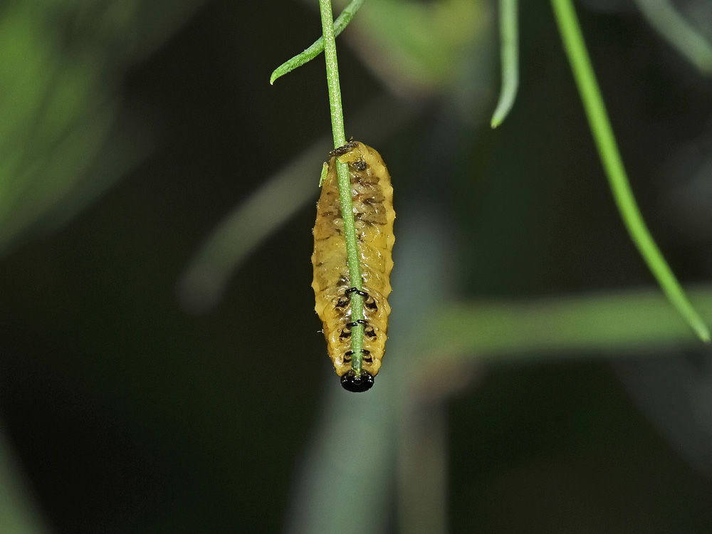 Crioceris duodecimpunctata